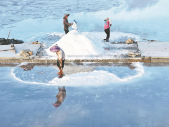 泉州：盐田里一派繁忙景象